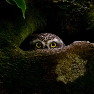 © Protap Shekhor Mohanto, Bangladesh, Winner, National Awards, Sony World Photography Awards 2023